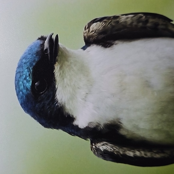 Tree Swallow Blue Bird Oil Painting Print‎ - Picture 2 of 5